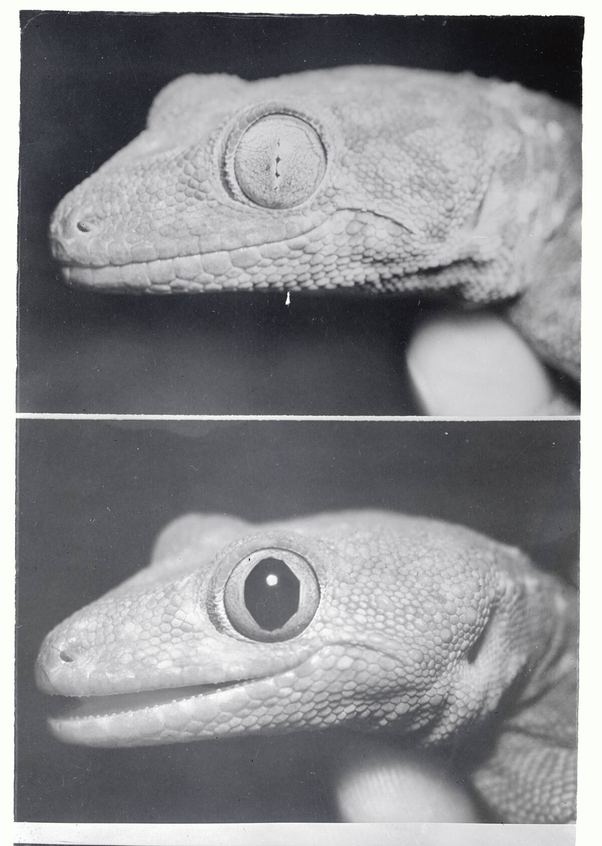 The Different Sizes of a Tokay Gecko's Pupil