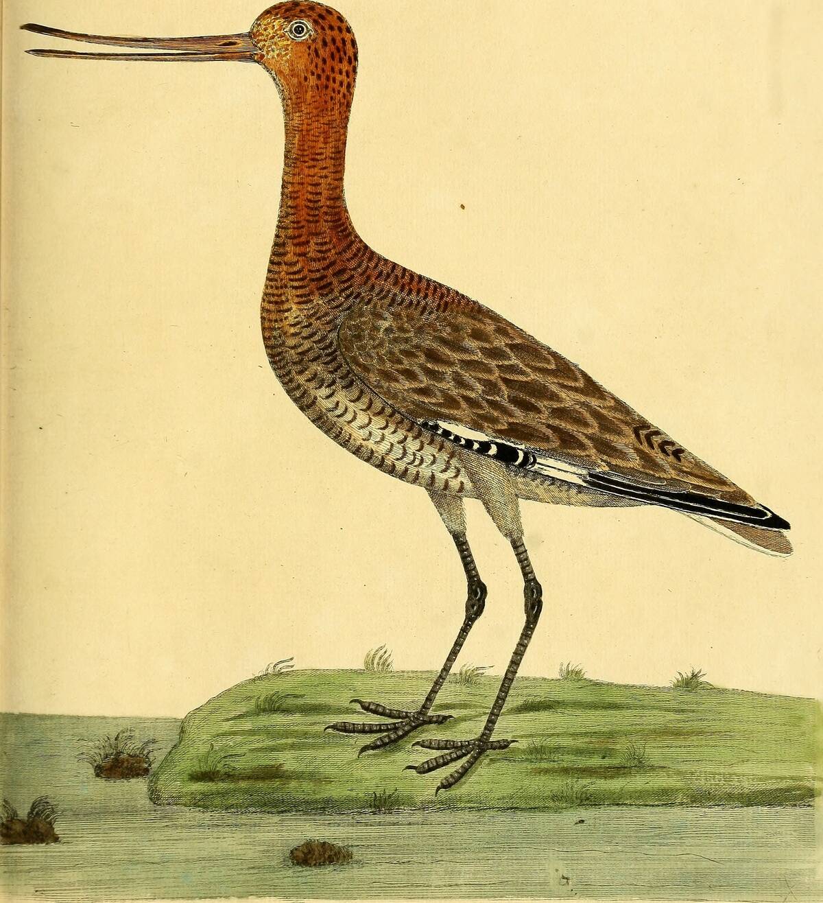 The Godwit