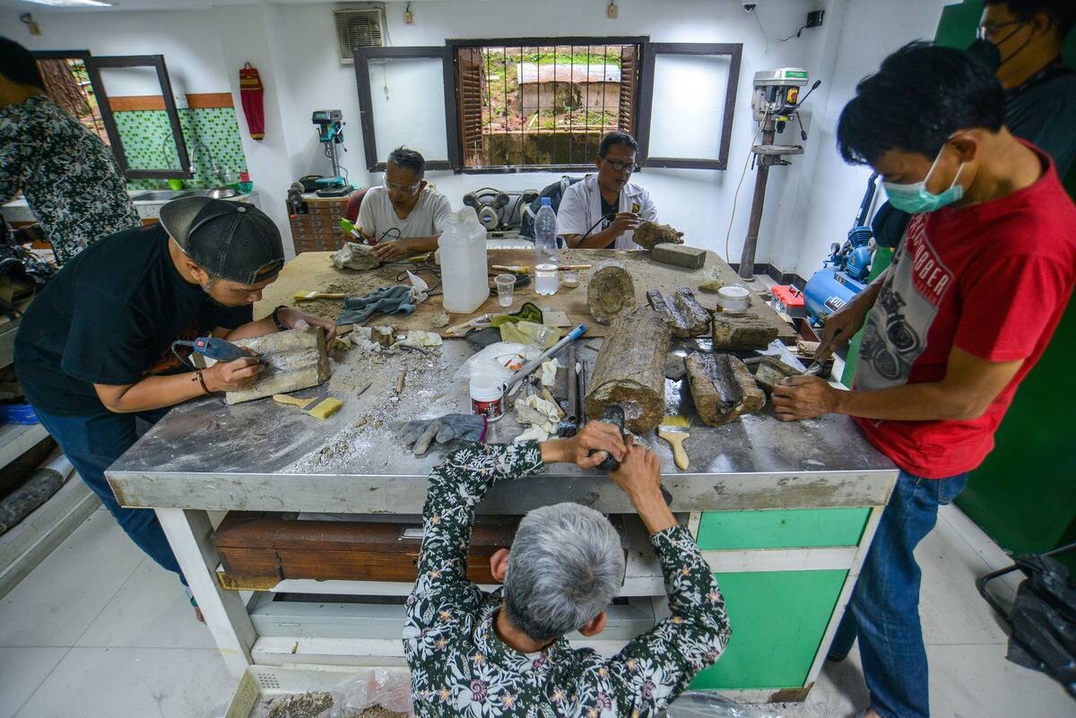 The Process Of Preparation And Contesting Ancient Elephant Fossils