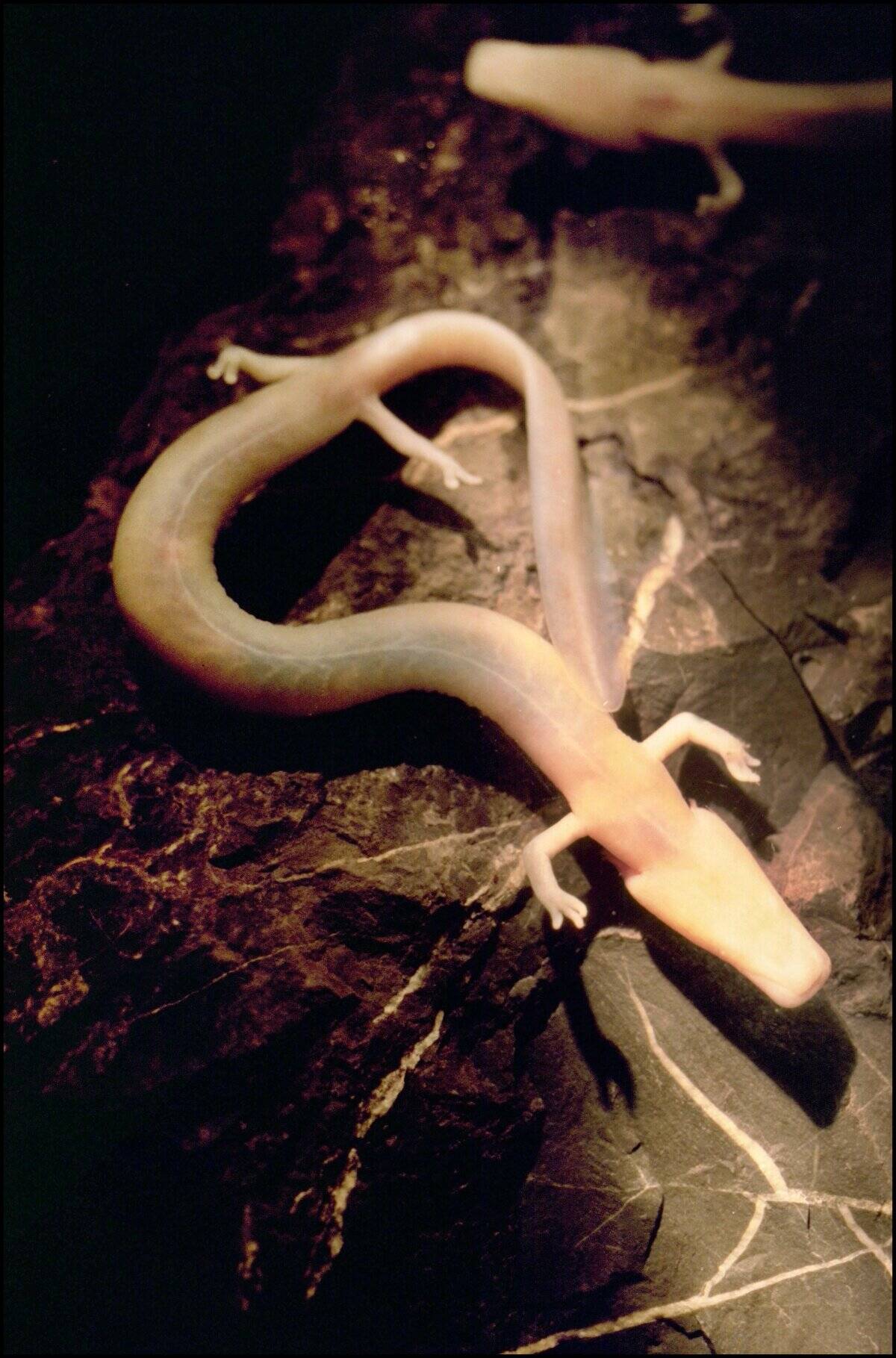 The Sanctuary Of The Blind Cave Salamander In Moulis, France On January 16, 2001.
