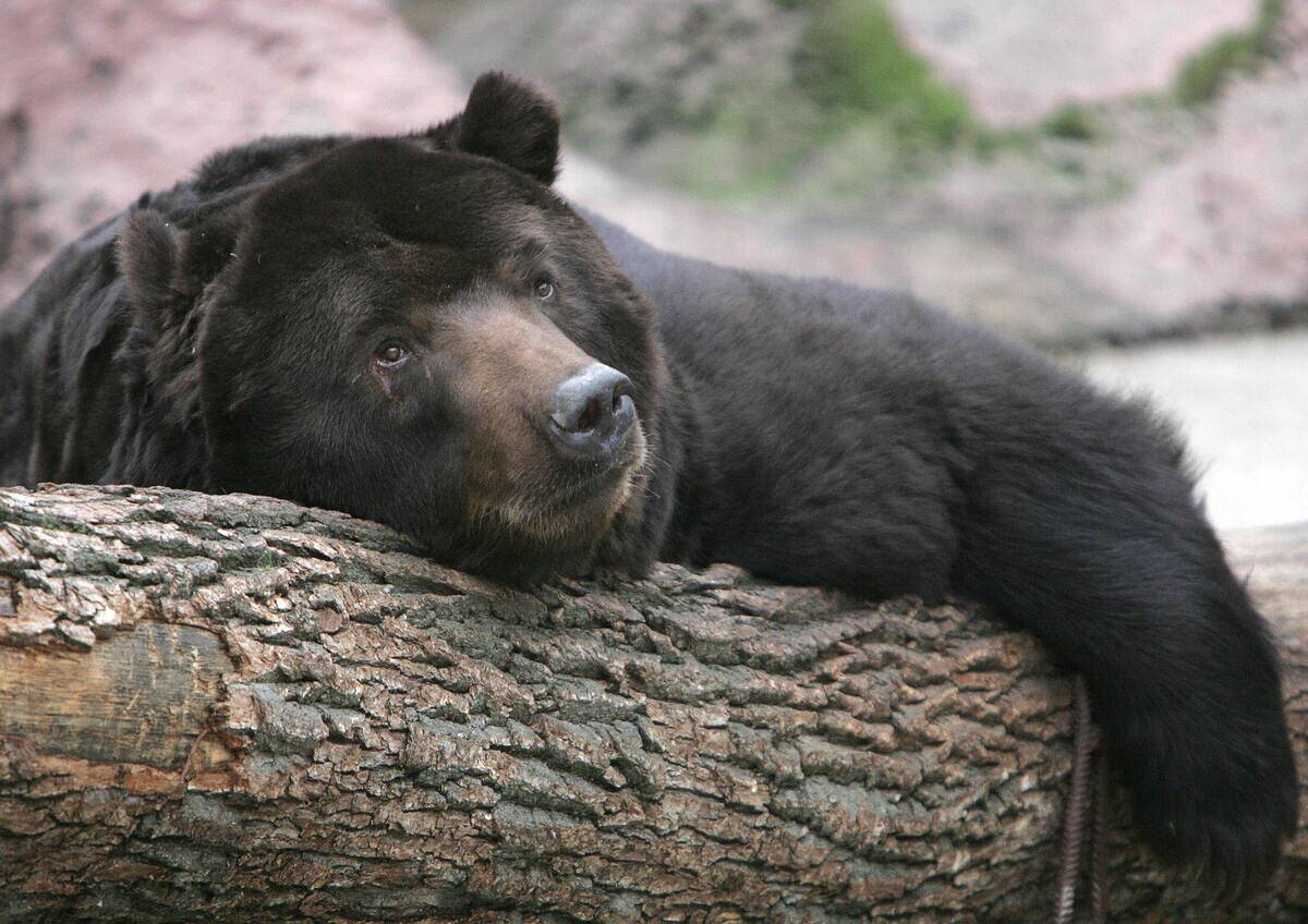 This Kamchatka 25-year-old, brown bear c
