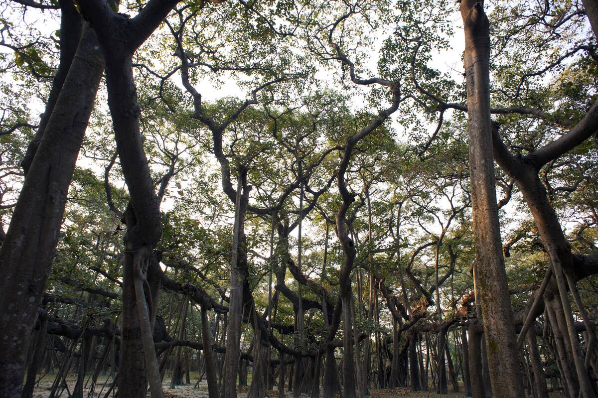 Thought to be between 200 and 250 years old, The Great...