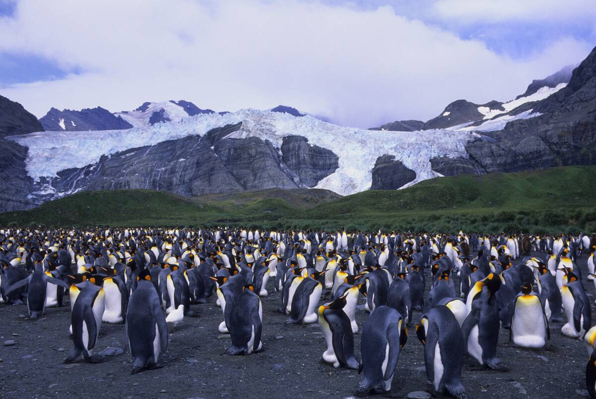 Thousands of King penguins (Aptenodytes patagonicus) nest at...