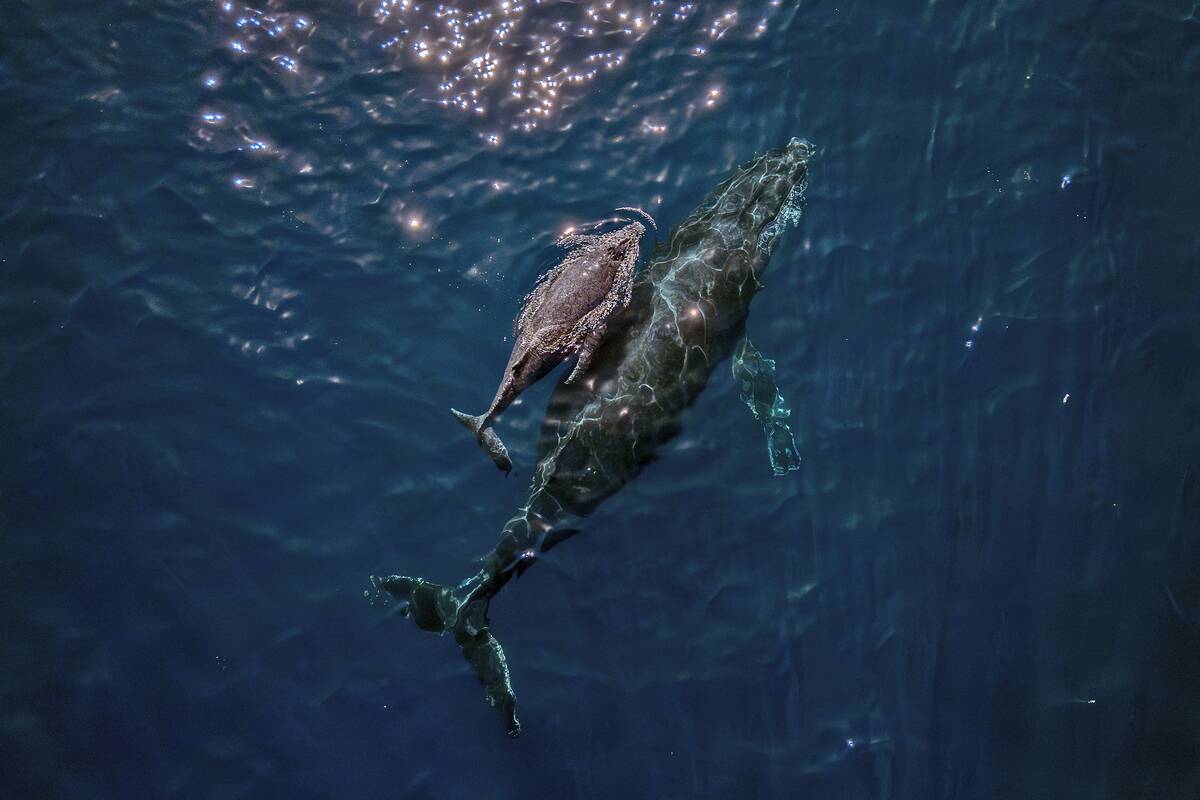 TOPSHOT-BRAZIL-ANIMAL-WILDLIFE-WHALE-FEATURE