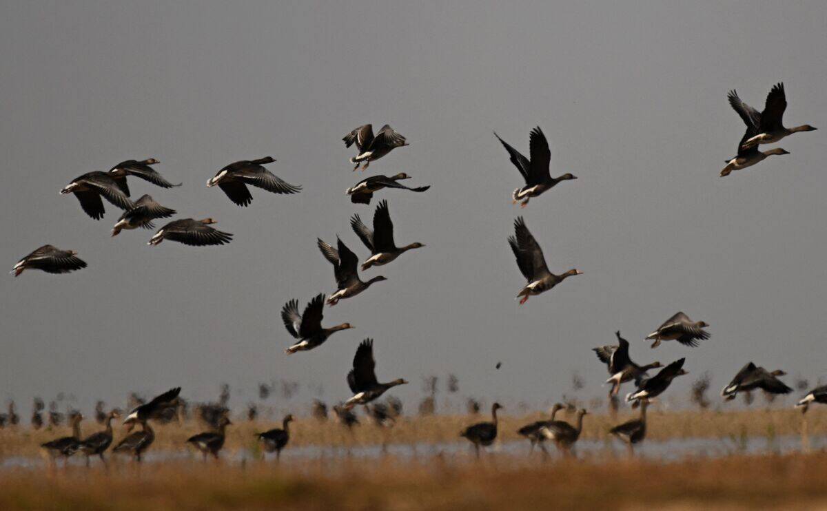 TOPSHOT-CHINA-DROUGHT-ANIMAL