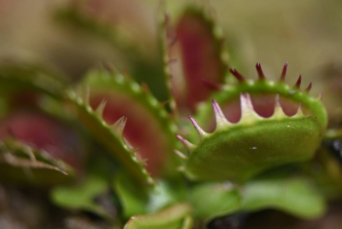 TOPSHOT-COLOMBIA-BOTANY-CARNIVOROUS-PLANTS-EXHIBITION