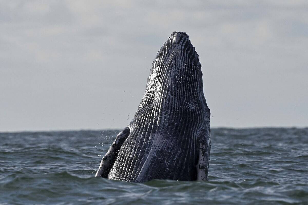 TOPSHOT-COLOMBIA-WHALE