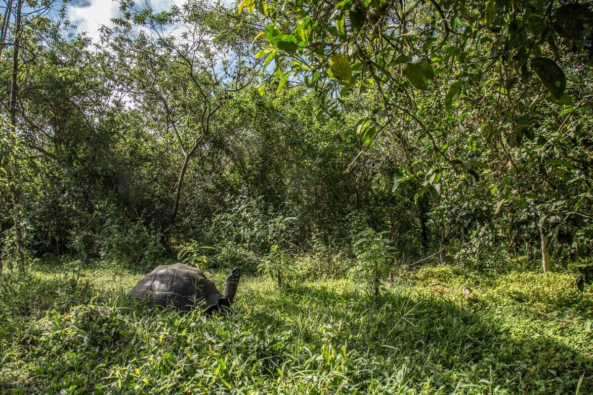 TOPSHOT-ECUADOR-GALAPAGOS-GIANT TORTOISES-DONFAUSTOI