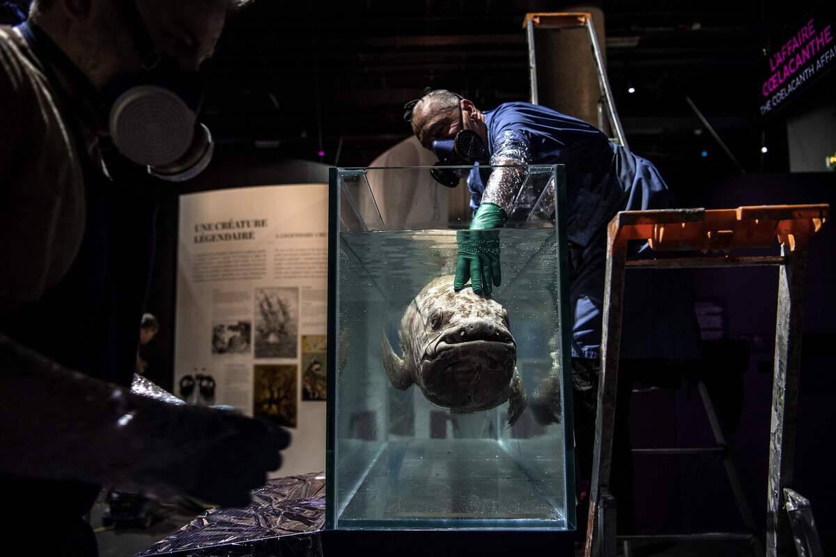 TOPSHOT-FRANCE-SCIENCE-OCEANS-BIOLOGY-ANIMALS-MUSEUM-EXHIBITION