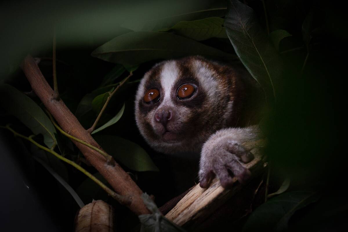 TOPSHOT-INDONESIA-CONSERVATION-ANIMAL