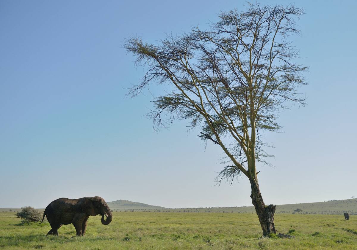 TOPSHOT-KENYA-NATURE-CONSERVATION-ELEPHANT