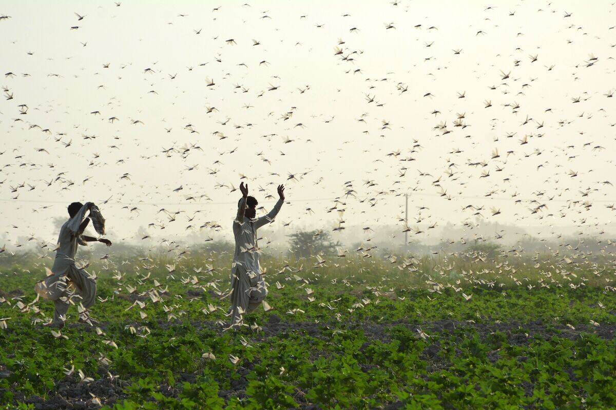 TOPSHOT-PAKISTAN-AGRICULTURE-LOCUSTS
