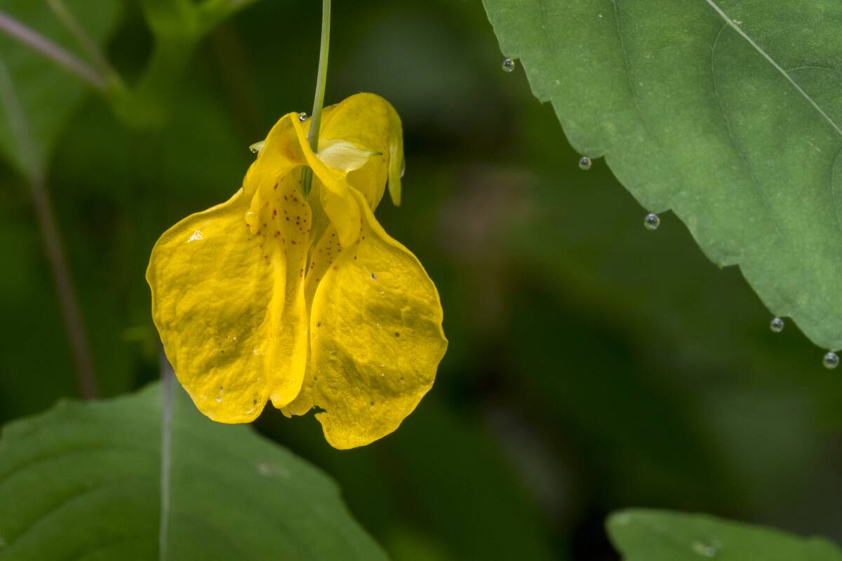 Touch-me-not balsam / yellow Balsam / wild balsam / jewelweed in flower.