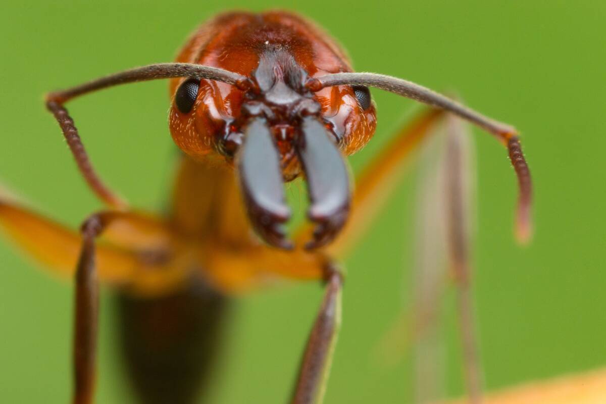 Trap-jaw ants (Odontomachus)