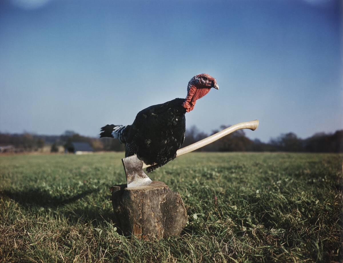 TURKEY AND AXE ON TREE STUMP