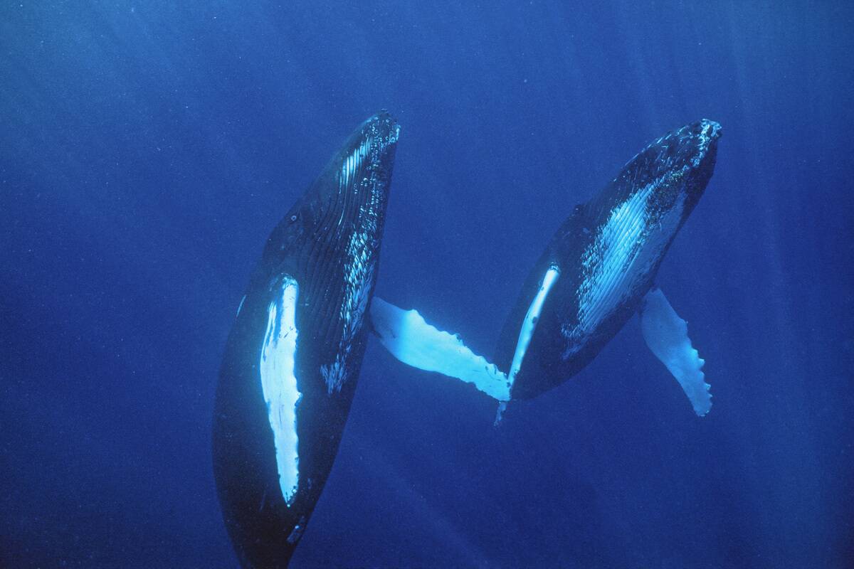 Two Atlantic humpback whales in what appeared to be a courtship dance Megaptera novaeangliae Silver Bank Humpback Whale Sanctuary, Dominican Republic