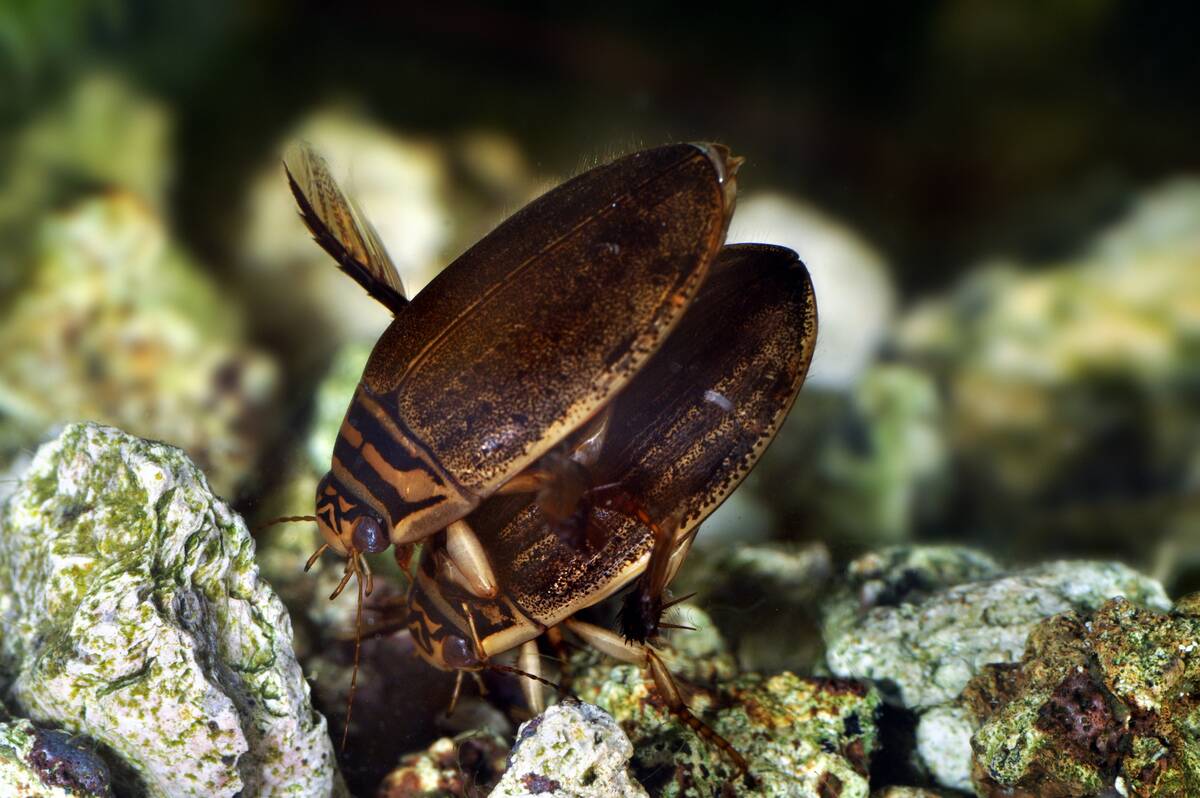 Two Lesser diving beetles