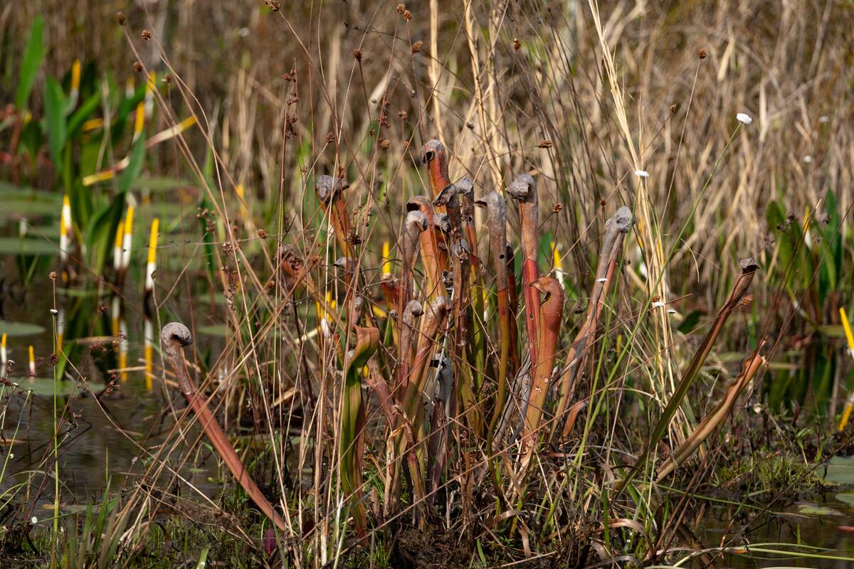 U.S. Fish And Wildlife Service Tells Georgia Mining Company They Can Not Tap Water That Feeds Okefenokee Swamp Wildlife Refuge