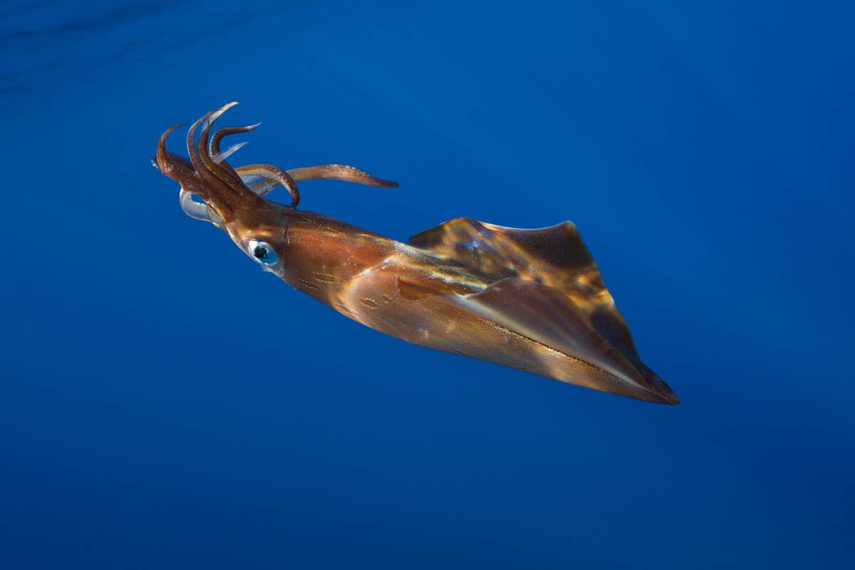 Veined Kalmar, Loligo forbesi, Azores, Atlantic Ocean, Portugal