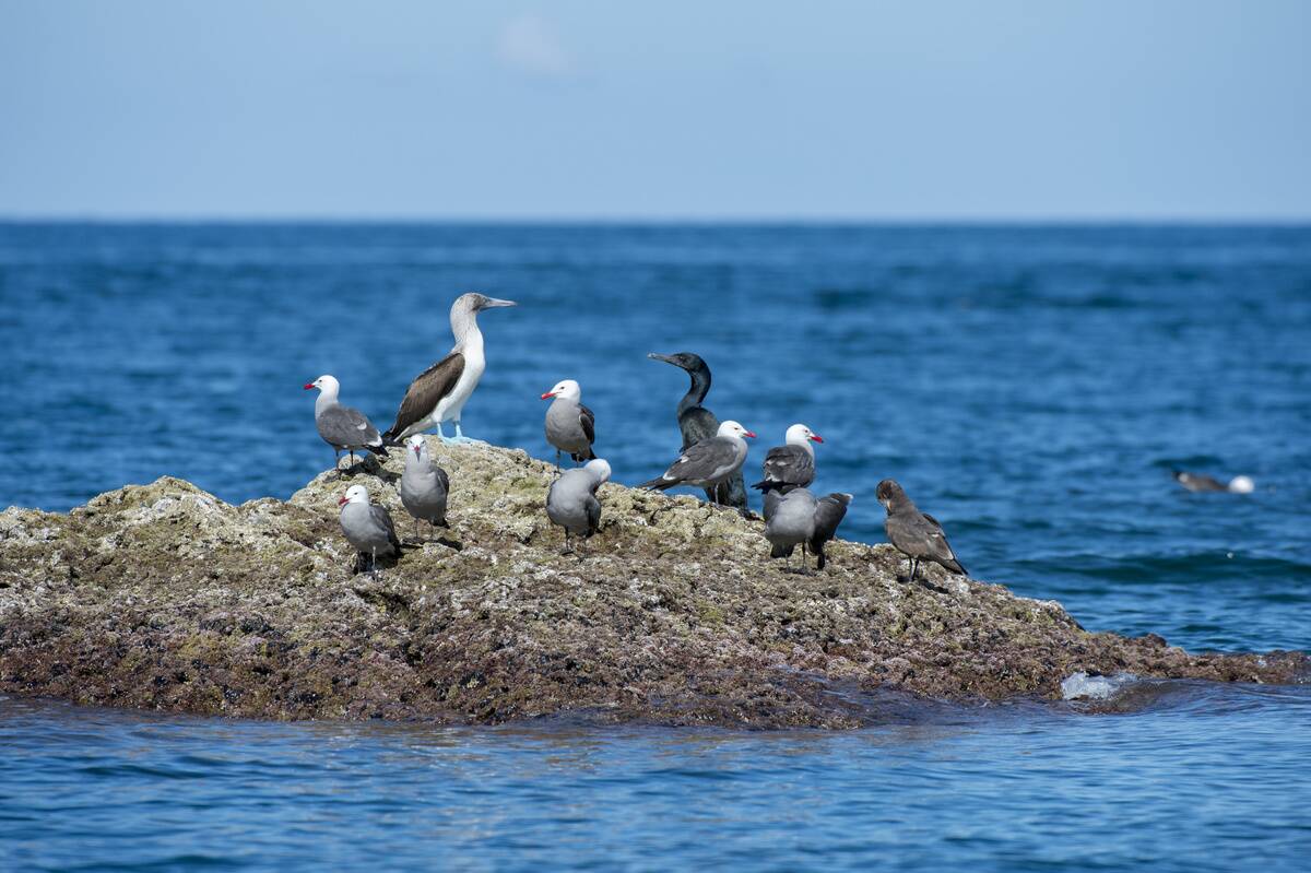 View of a small bird island with Heermann's gull (Larus...