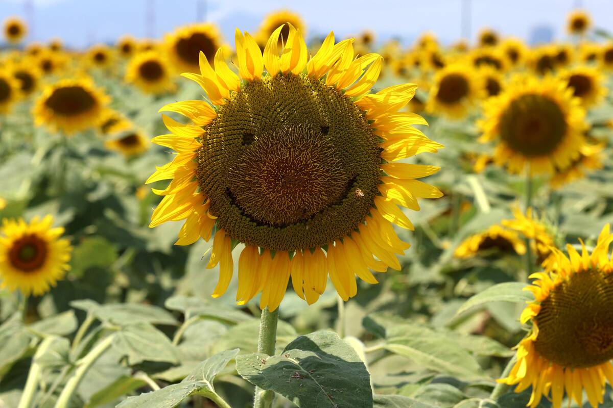 Visitors Enjoy Kasaoka Bay Farm Sunflower Festival
