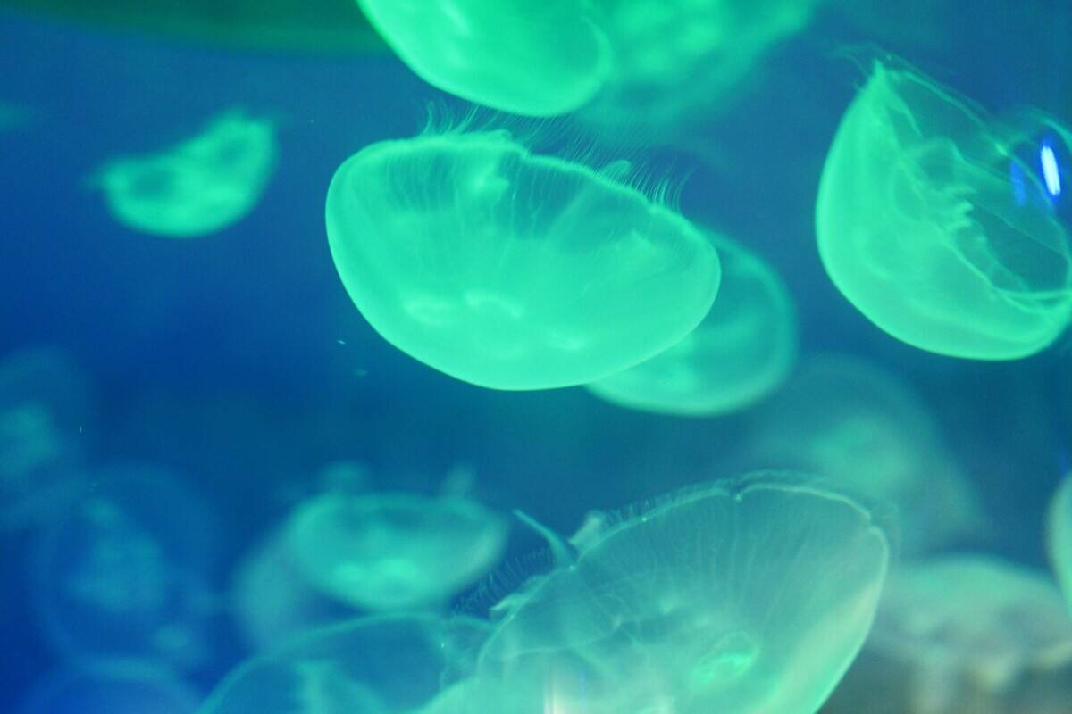 Visitors Watch Jellyfish at Nanning Zoo in Nanning
