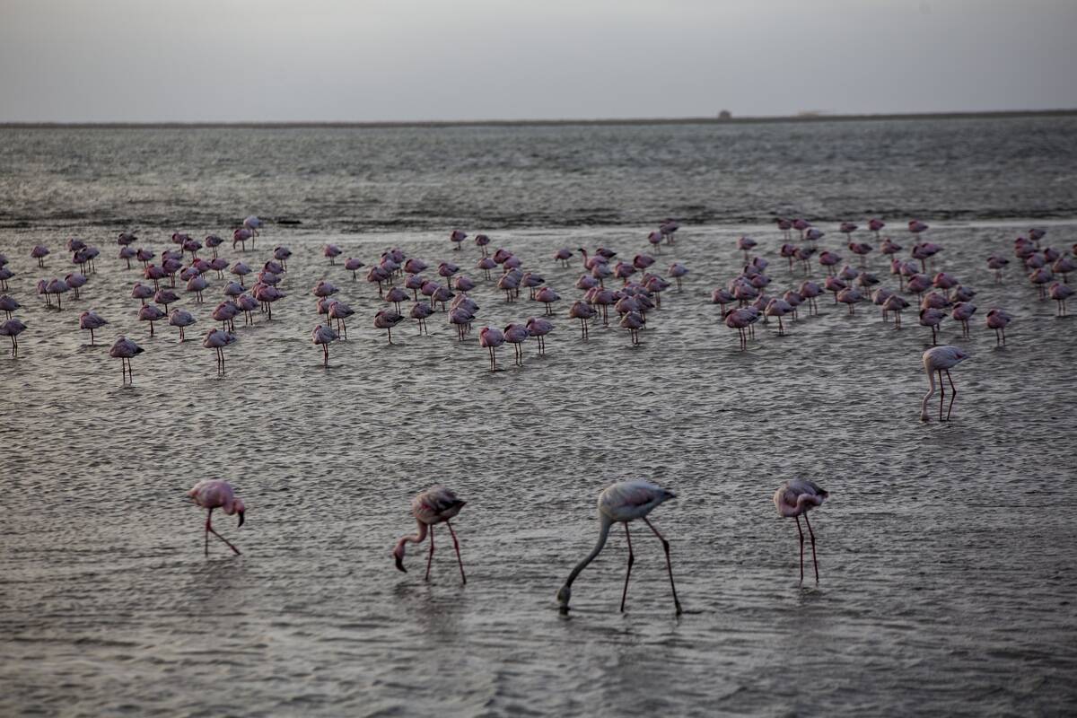 Walvis Bay Lagoon hosts greater flamingos