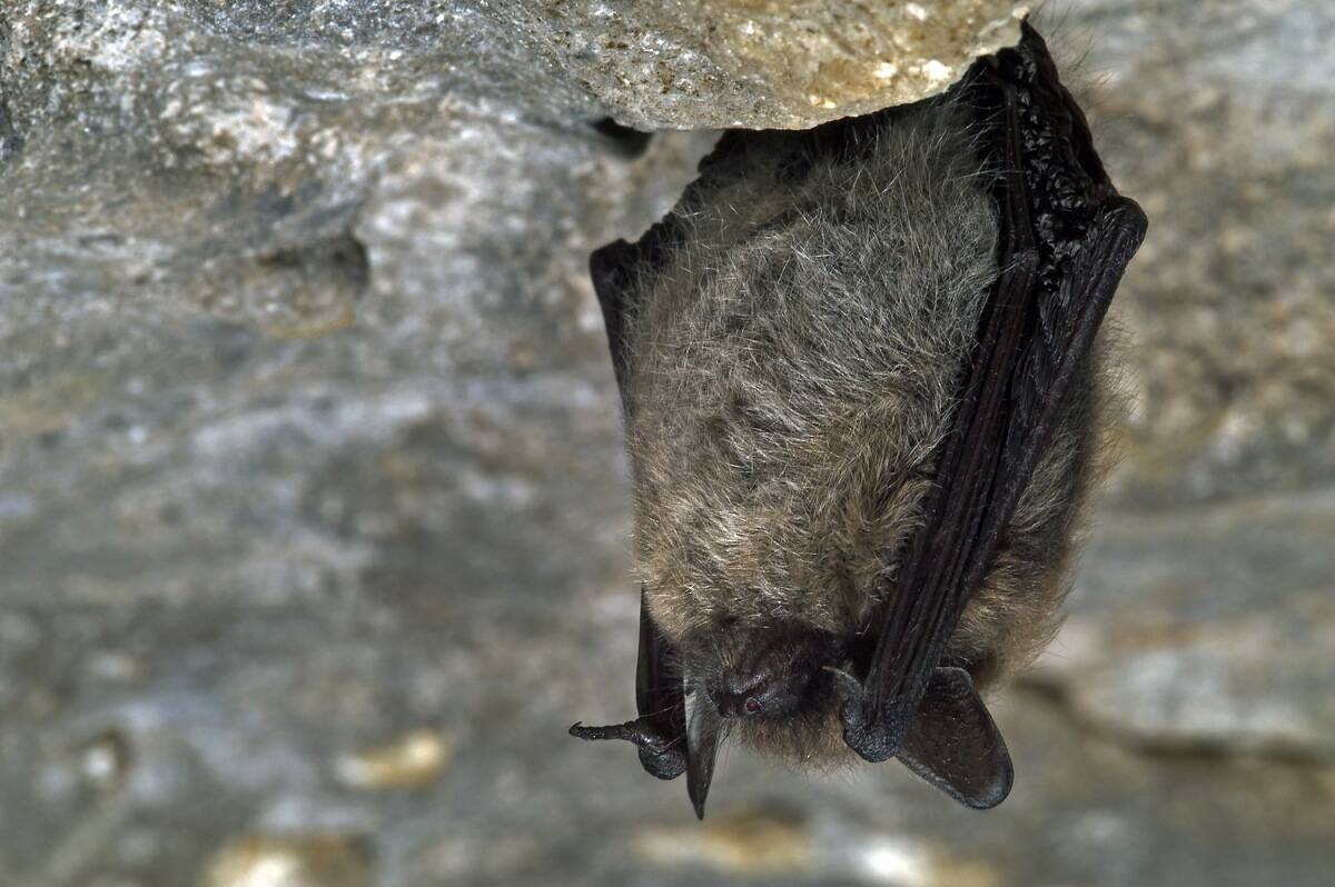 Whiskered bat (Myotis mystacinus) hibernating in cave in winter