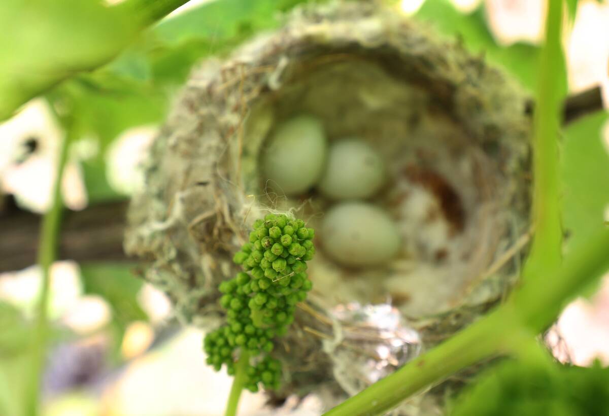 Wine blossom in full swing