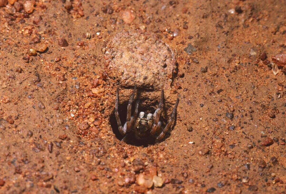 Wolf spider, family, Lycosidae, pulling down burrow lid, Big Shot Bore, Western Australia