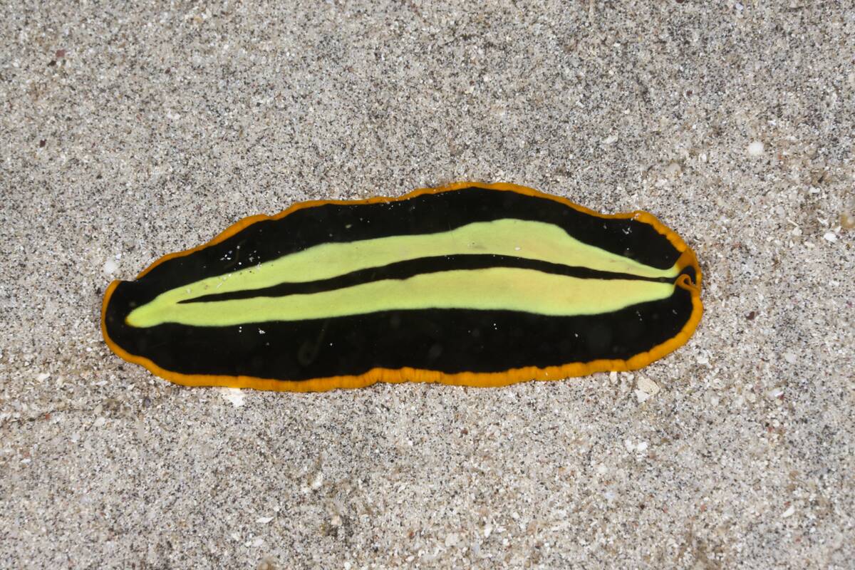 Yellow-black Flatworm, Pseudoceros dimidiatus, Raja Ampat, West Papua, Indonesia