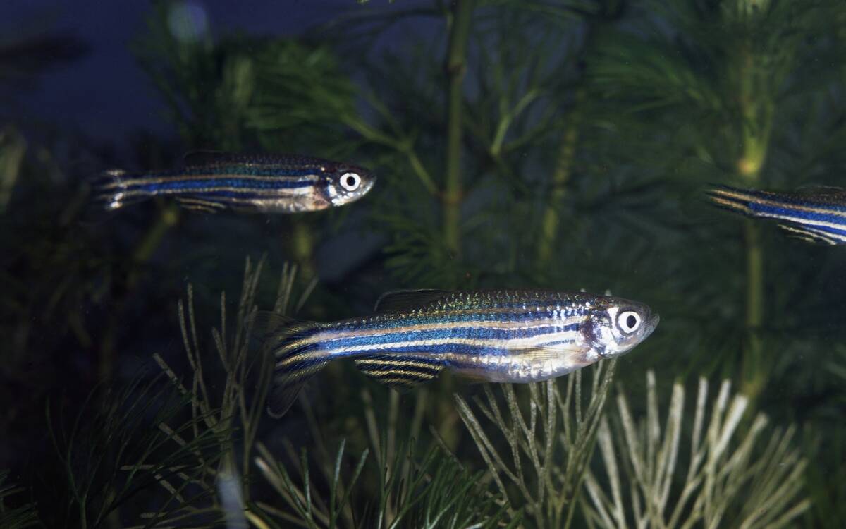 Zebrafish...