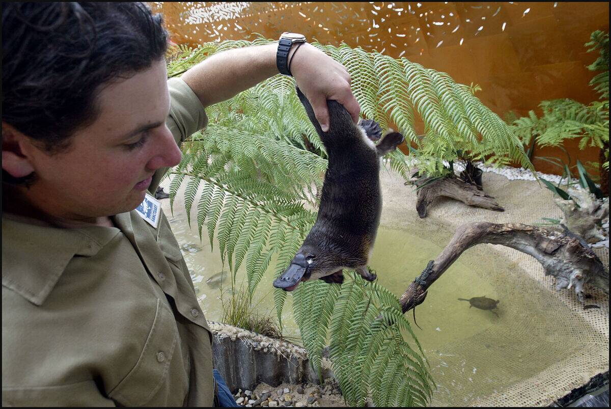 Zoo keeper, Adrian Mifsud and Millsom, the platypus, in the new platypus enclosu