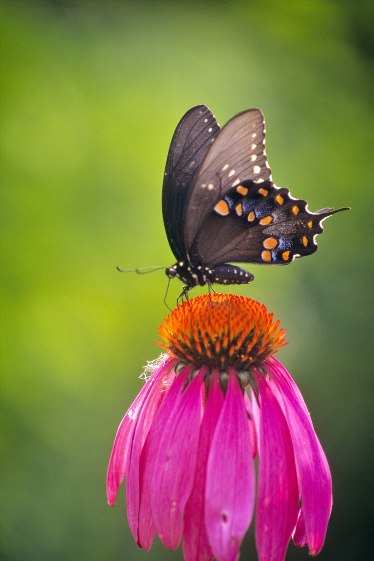 1990s Black Swallowtail