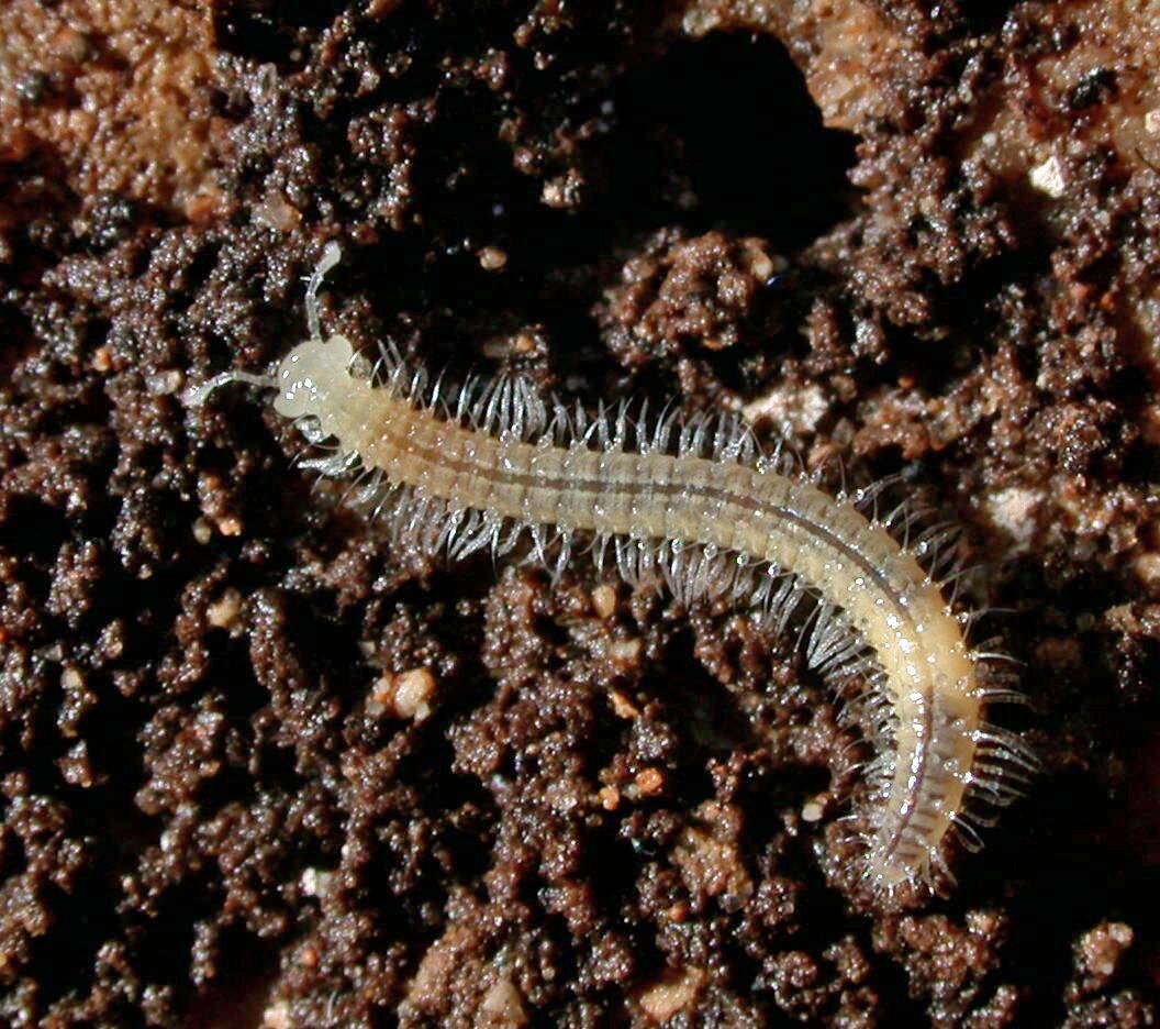 A_cave-adapted_millipede_in_Mammoth_Cave_National_Park