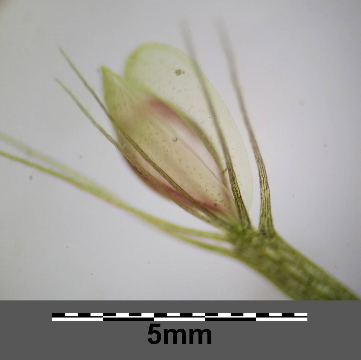 Aldrovanda_vesiculosa_sl37