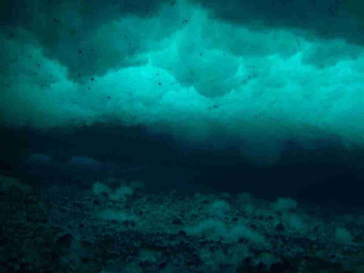 Anchor_ice_under_sea_ice