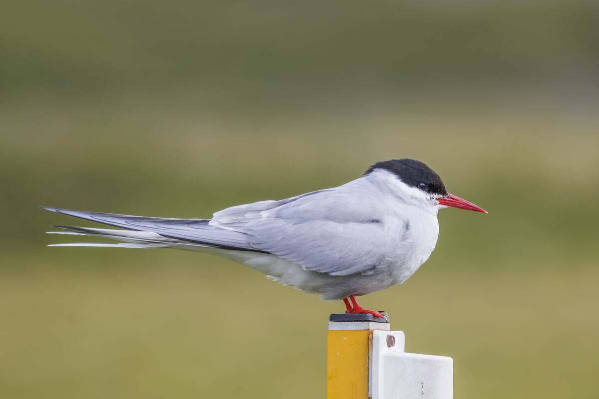 Arctic_tern_(Sterna_paradisaea)_Flatey_3
