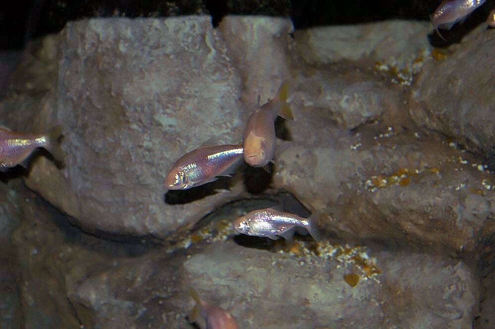 Astyanax_fasciatus_mexicanus_0zz