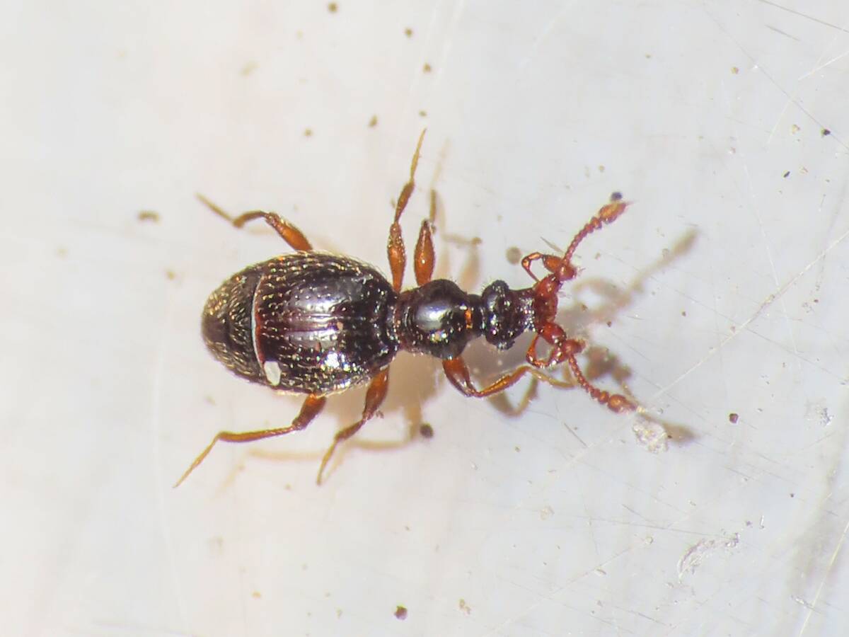 Bryaxis_ inat_358777421