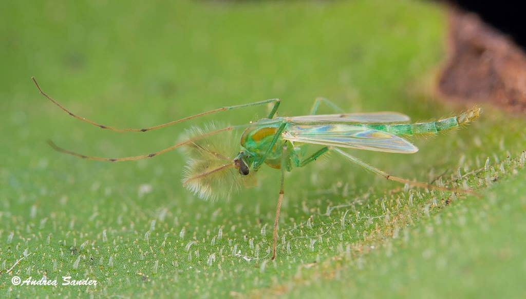 Chironomidae00
