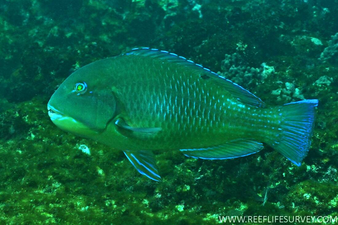 ChoerodonSchoenlenii2RLS