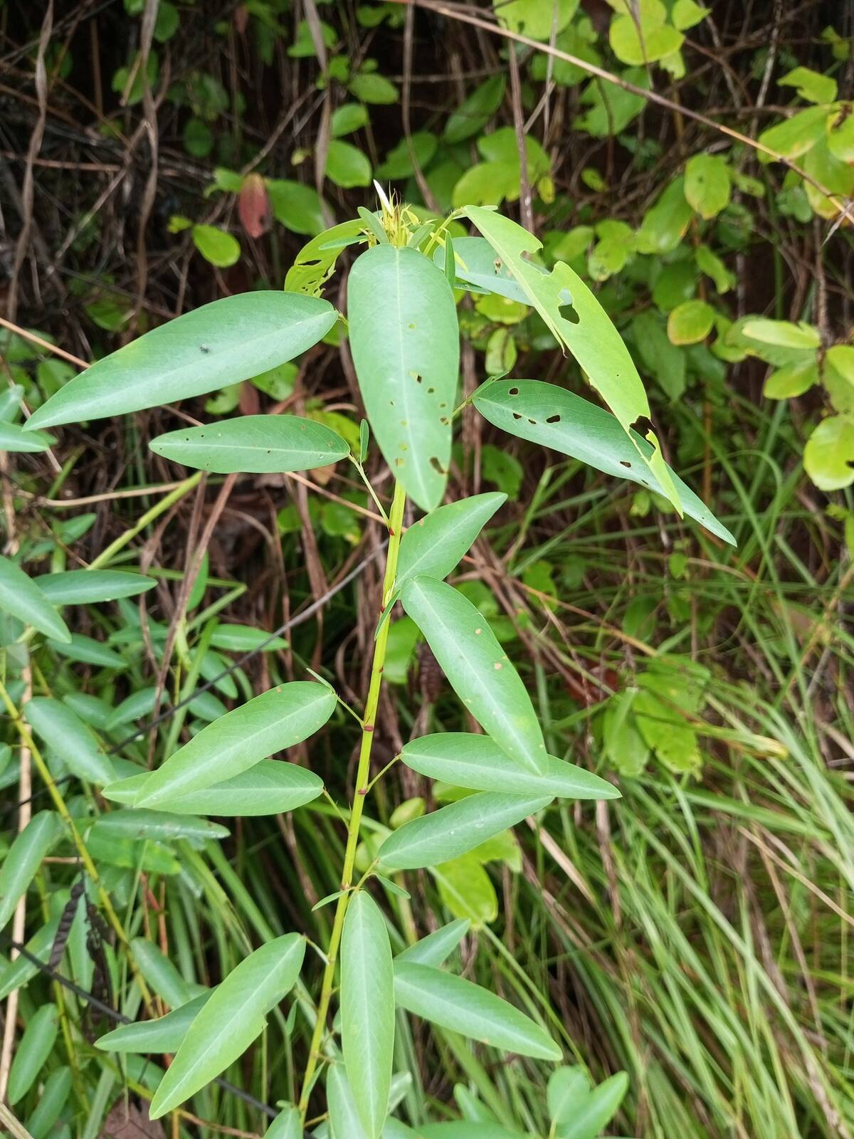 Codariocalyx_motorius_6