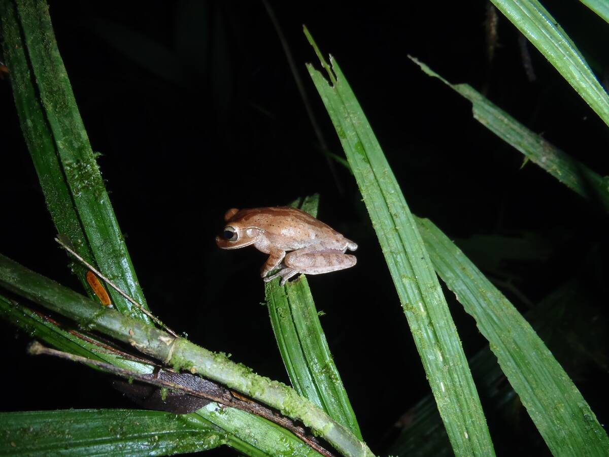 Cross-Banded_Treefrog_(Smilisca_puma)_(11610182336)