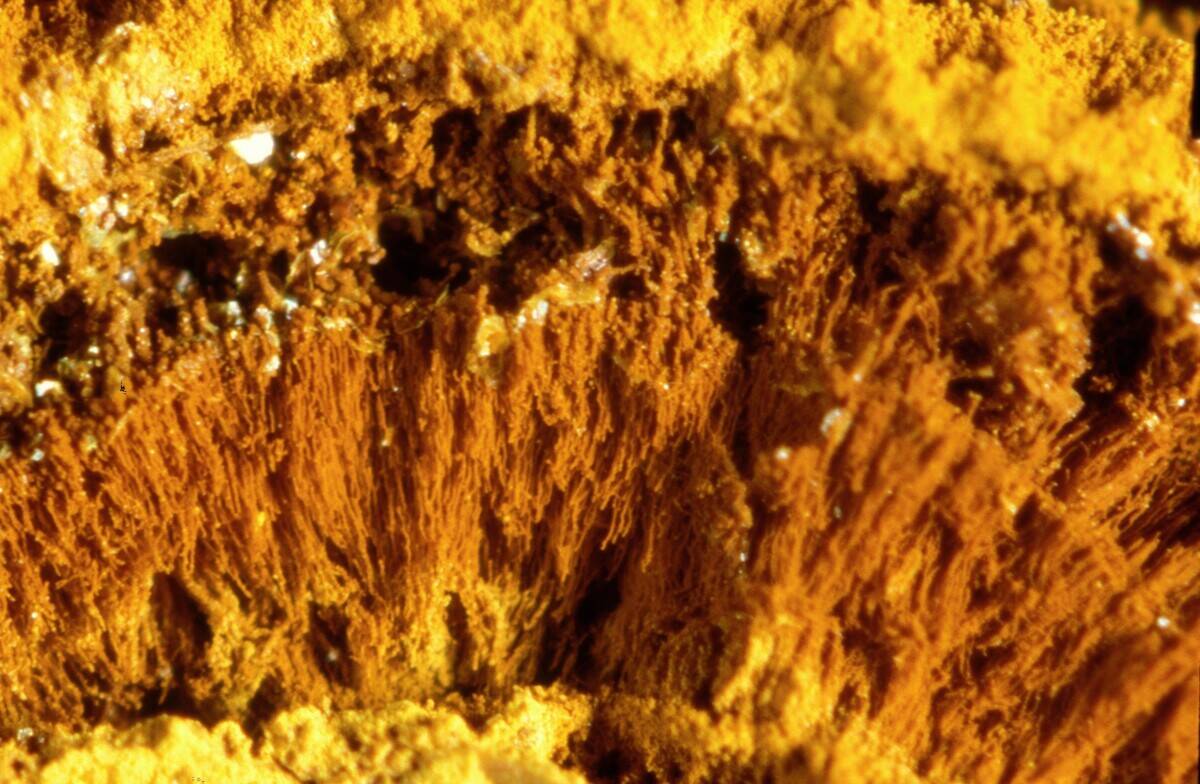 Gallionella_ferruginea_in_Korrosionsprodukt