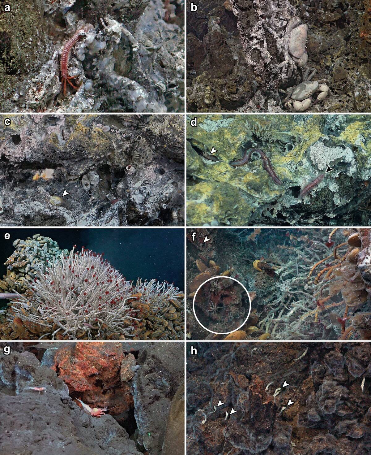 Galápagos_Rift_vents_(10.1007-s12526-024-01408-w)_Figure_2