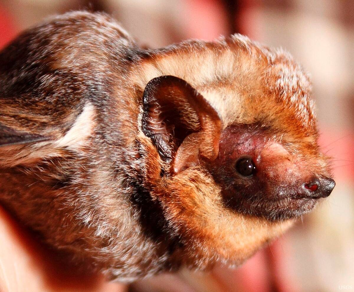 Hawaiian_hoary_bat_Lasiurus_cinereus_semotus