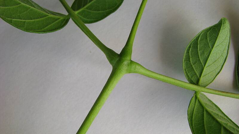 Jacaranda_jasminoides_(Thunb.)_Sandwith_(2424774233)