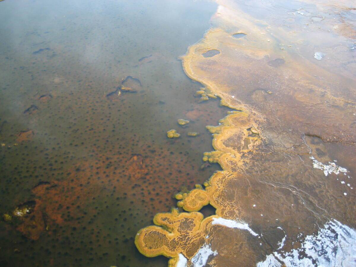 Microbial_Mats_in_Yellowstone_ 2009-07-21