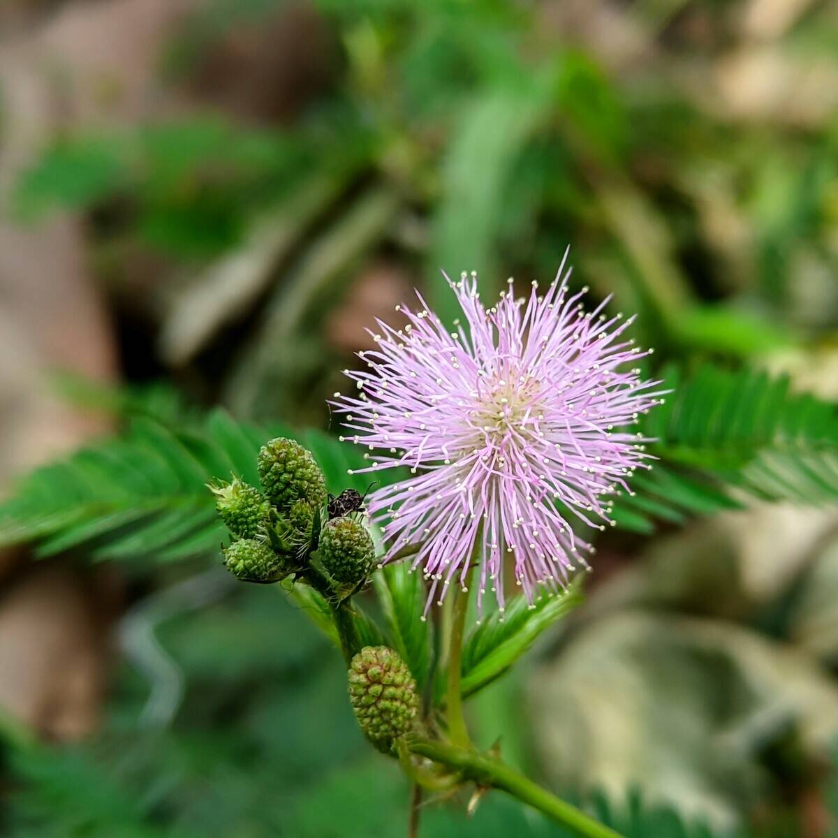 Mimosa_flowers_01